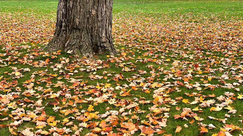 A lawn with a large tree covered in fall leaves.