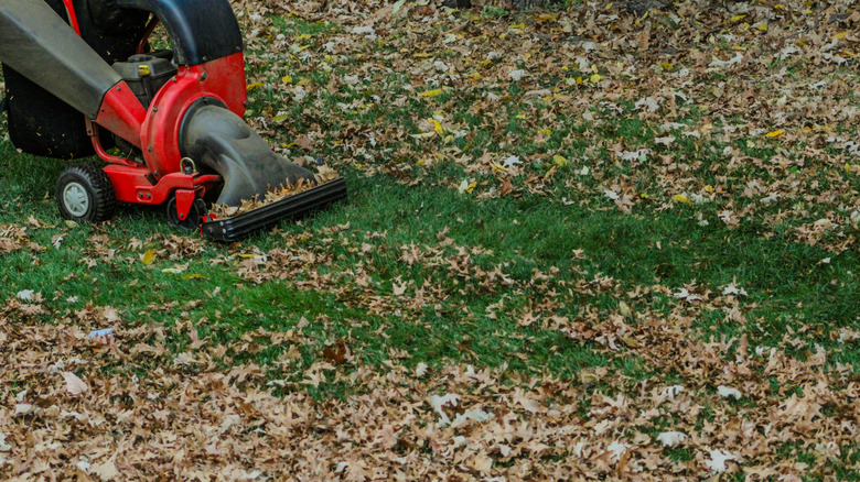 A gardener uses a vacuum to clear fall leaves from the lawn.