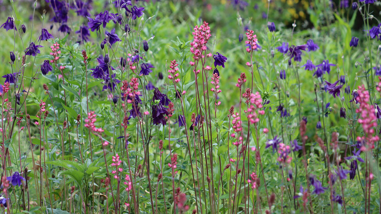 How To Cold Stratify Seeds For A Spring Garden Full Of Healthy Blooms
