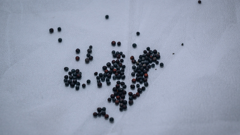 Seeds on a paper towel ready for placing in the fridge
