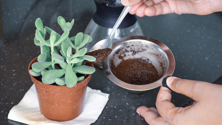 A gardener adds a spoonful of used coffee grounds to succulent pot