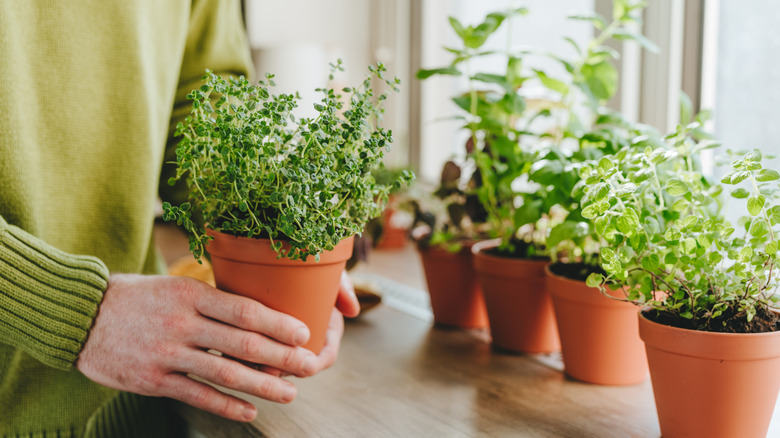 Indoor herb garden in windowsill