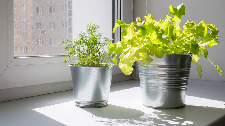 Containers with lettuce and dill plants growing indoors