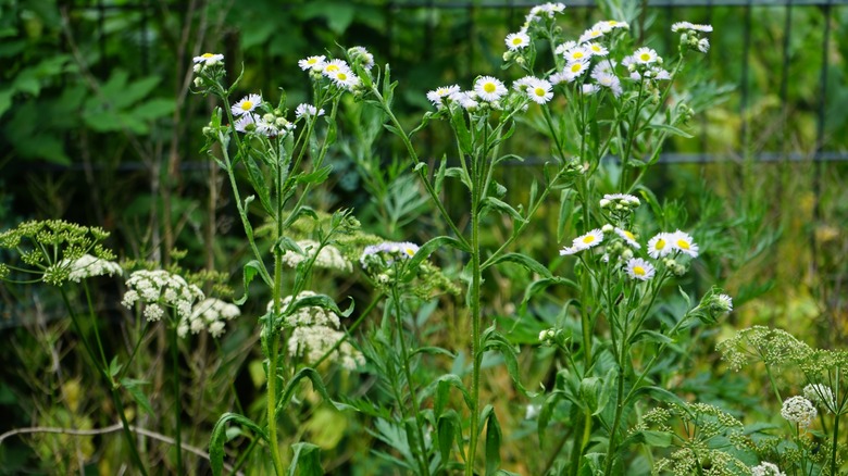 Fleabane growing in garden