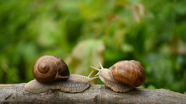 Two snails in the garden