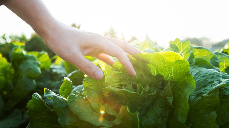 Lettuce growing in the sunshine