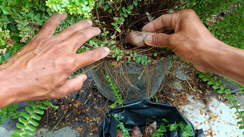 Gardener picking snails off plant