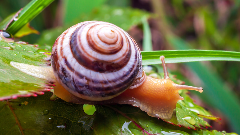 Close up of a snail