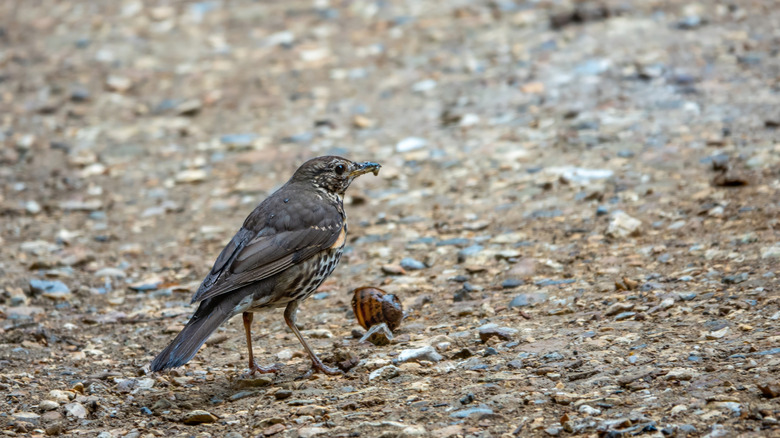 Thrush eating a snail