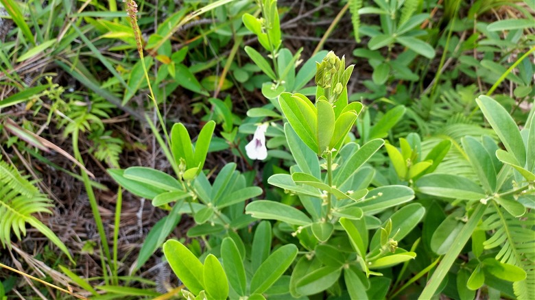 japanese clover