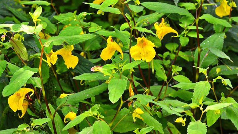 Orange jewelweed in garden