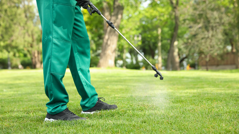spraying herbicide onto lawn
