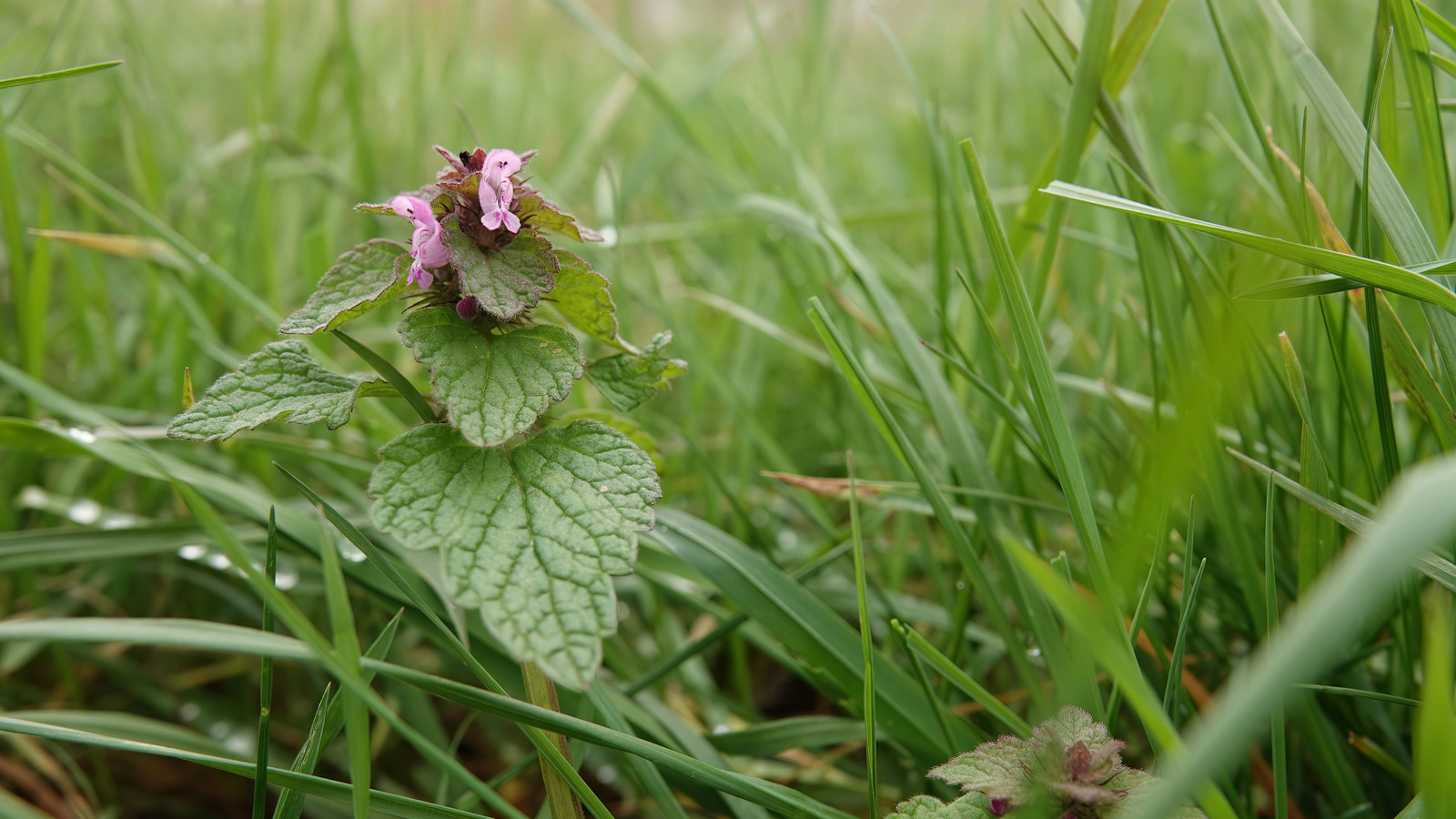 How To Control Purple Deadnettle In Your Lawn