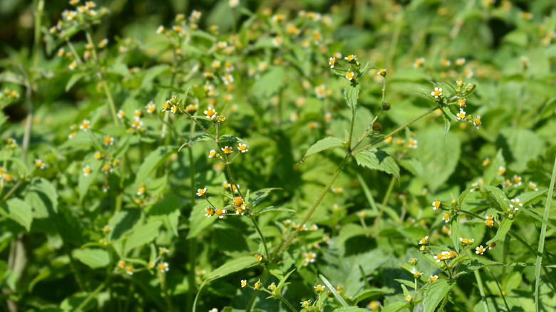 quickweed with flowers