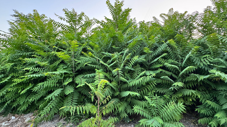 clump of tree of heaven plants