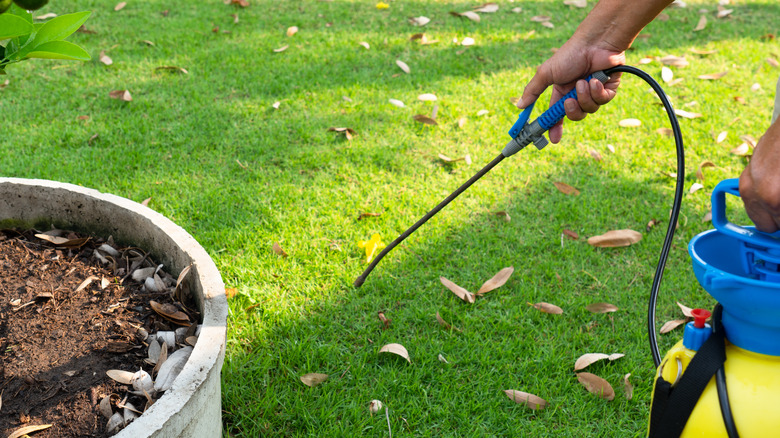 spaying lawn with handheld sprayer