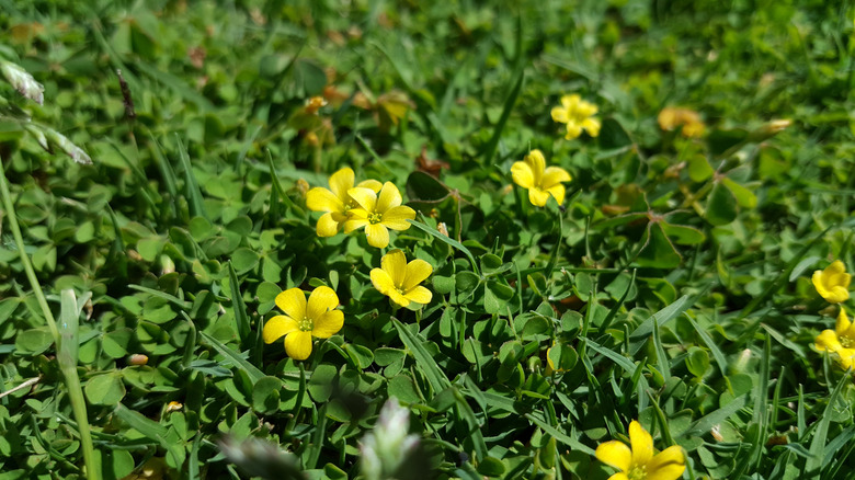 woodsorrel with yellow flowers 