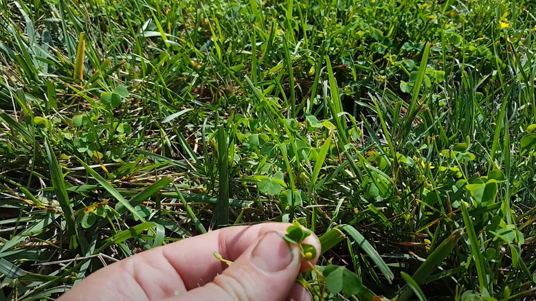 uprooting woodsorrel