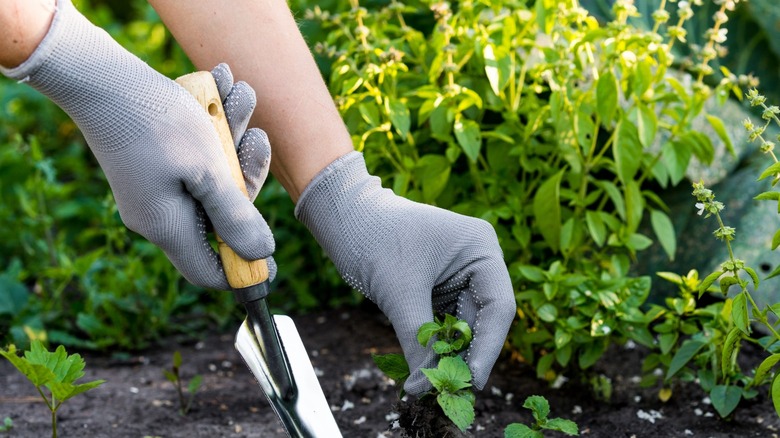 Pulling weeds like yellow sweetclover 