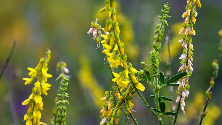 Yellow sweet clover growing wild 