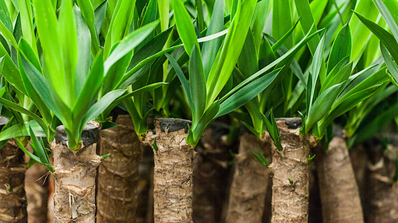 Group of young yucca plants