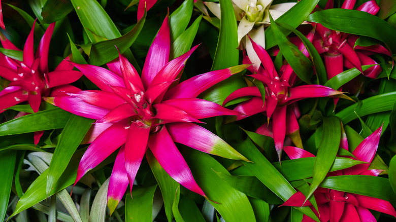 Pink bromeliad