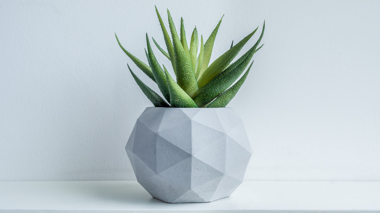 Aloe plant in geometrical pot