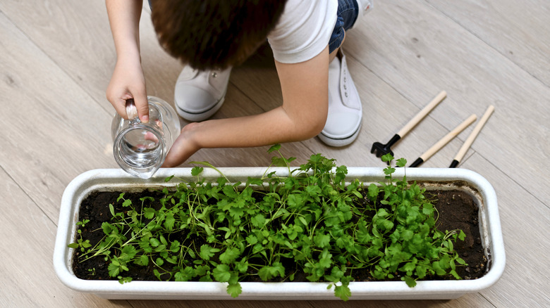 Young boy watering cilantro plant in container