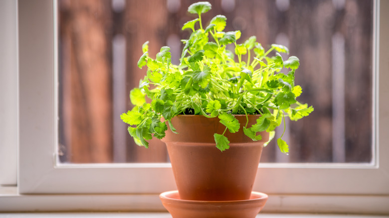 A pot of cilantro on a windowsill in a clay pot