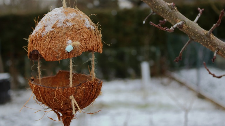 diy coconut shell bird feeder