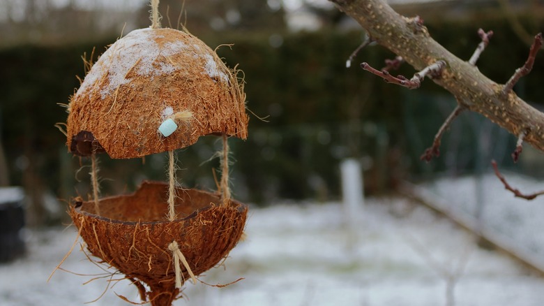 Coconut bird feeder on tree