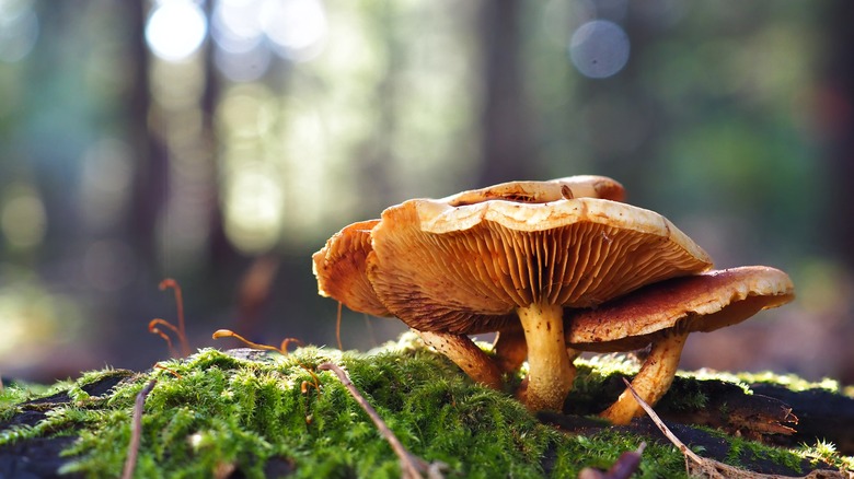 a mushroom growing