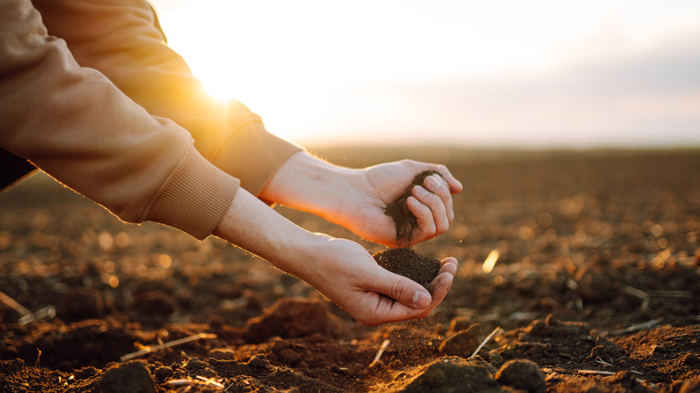holding soil in hand