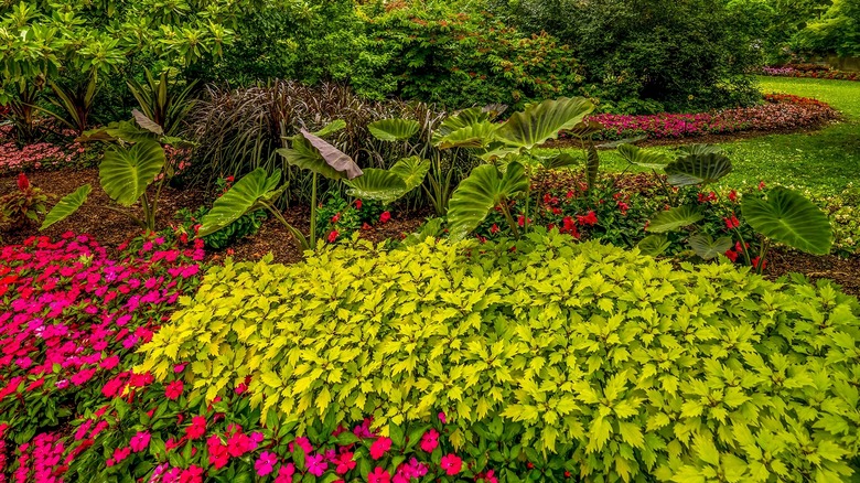 a garden in bloom