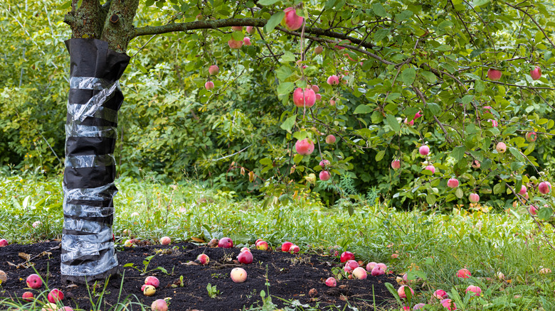 managing pest problems on tree