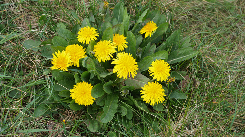 A small clump of dandelion flowers in a patch of grass.