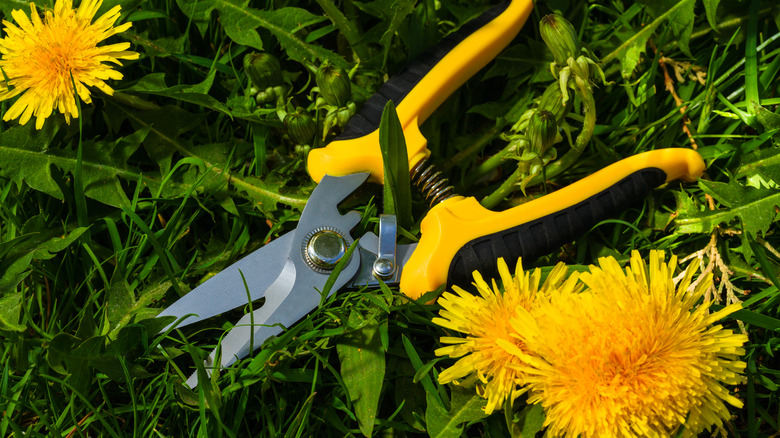 Gardening scissors lying between dandelions.