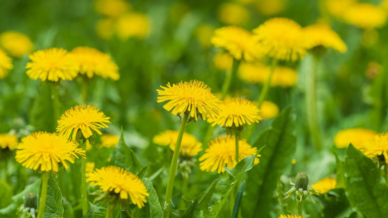Field of yellow dandelions in an up-close photo.