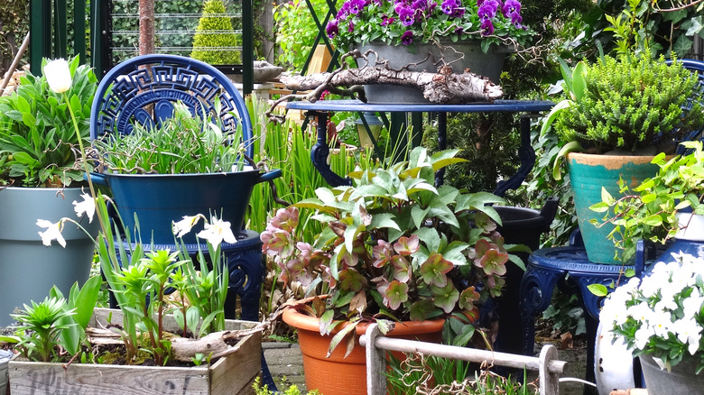 Container garden on patio