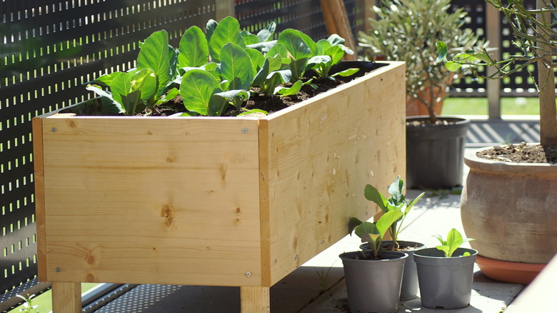 Vegetables growing in raised beds
