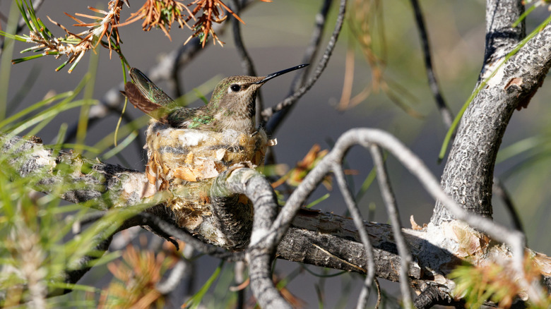Hummingbird sitting in nest in treetop