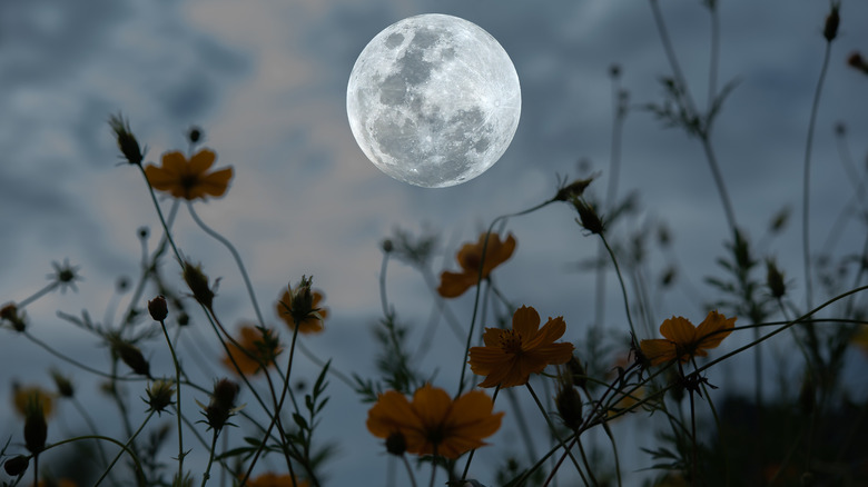 Moon against yellow flowers