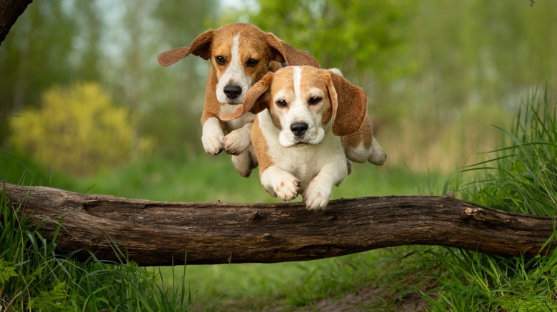 Dogs jumping over log