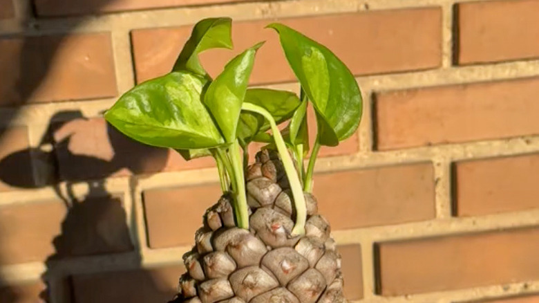 pinecone with pothos cuttings growing inside
