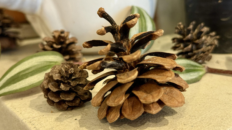 pinecones with plant cuttings in background