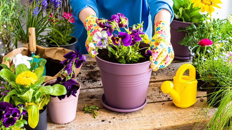 A person transplanting bright flowers into planters