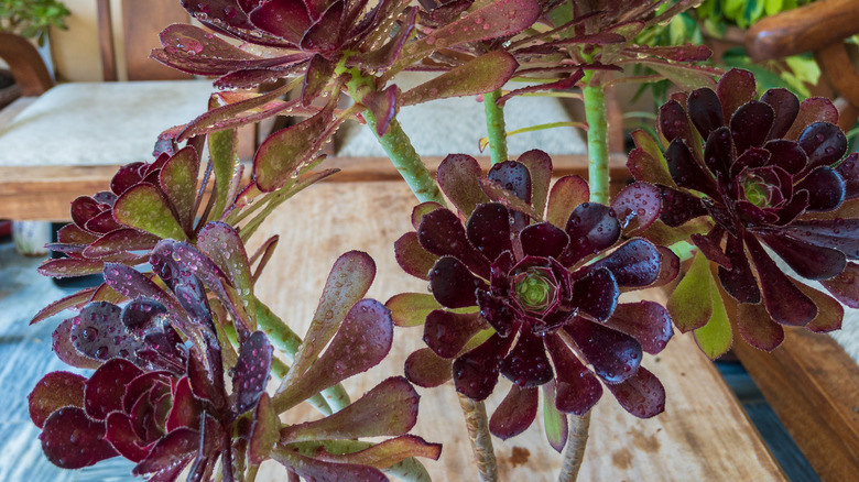 Succulent on patio