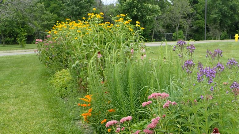 A strip of wildflowers between two sections of lawn.