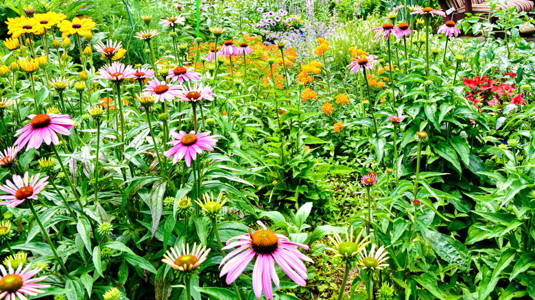 A chaotic garden bed full of color flowering native plants.