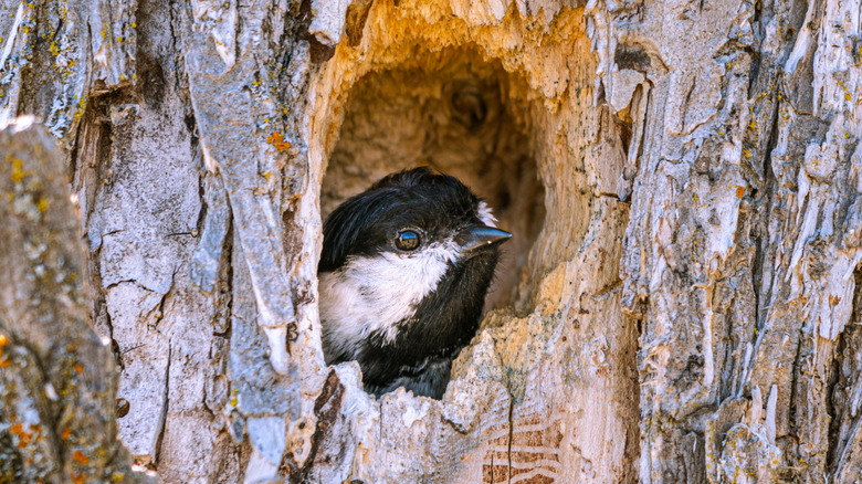 A chickadee building a nest inside a hollow in a dead tree stump.